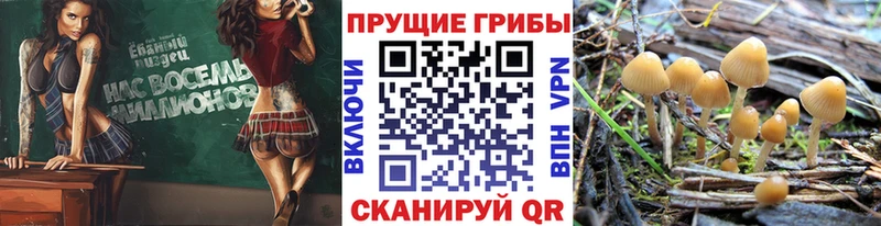 Псилоцибиновые грибы MAGIC MUSHROOMS  купить  сайты  Новочебоксарск 